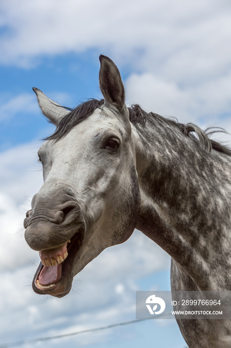 Pferd lacht vor blauem Himmel