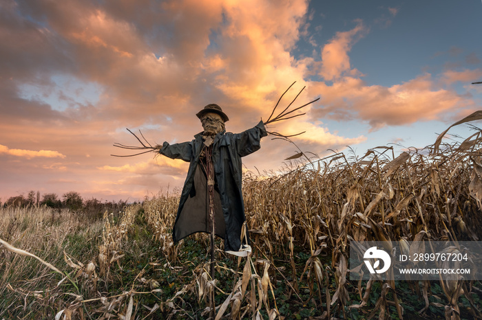 Scary scarecrow in a hat on a cornfield in orange sunset background. Halloween holiday concept