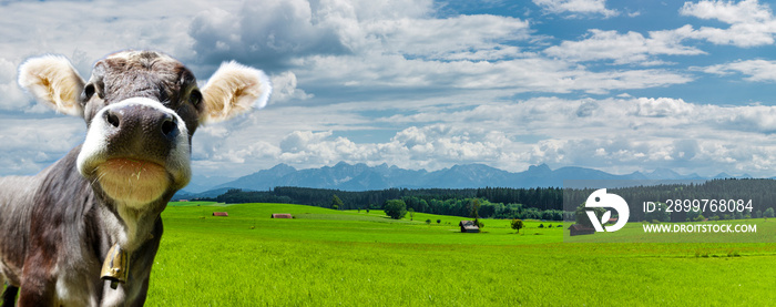 Kuh in grüner Landschaft im Allgäu