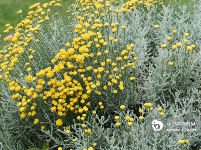 Santoline petit-cyprès, santolina chamaecyparissus, plante buissonnante à petites fleurs globuleuses