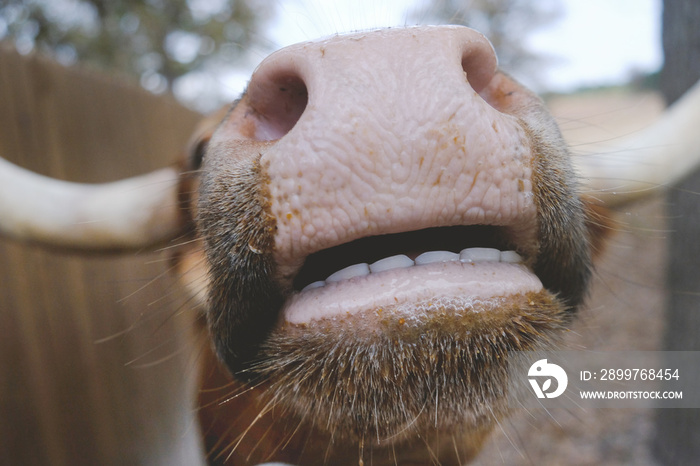 Cow nose closeup showing teeth on rural country farm.