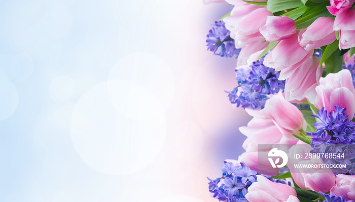 Pink tulips and blue hyacinths flowers over garden bokeh background banner