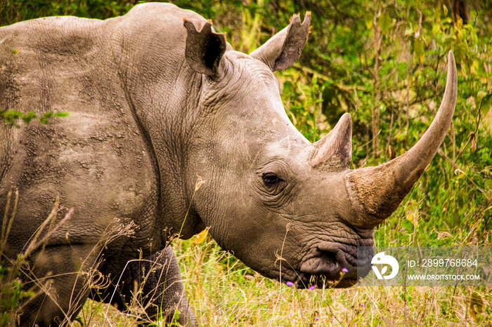 Close-up view of a white rhino roaming the savannah grasslands of the Lake Nakuru National Park in K