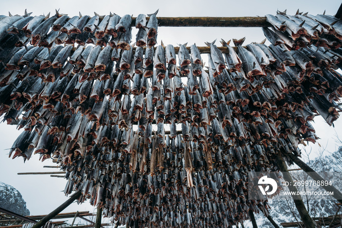 Racks full of dried codfish, Lofoten, Norway.