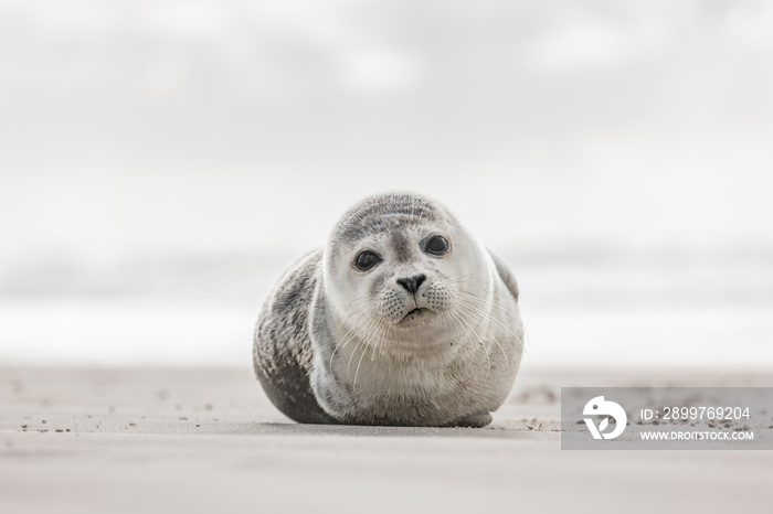 Kleine Robbe am Strand