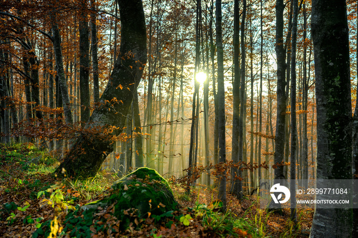 AUTUNNO NEL BOSCO