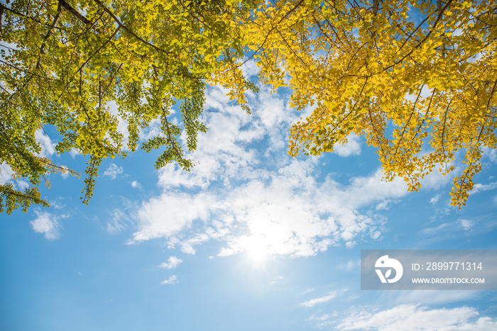 紅葉したイチョウの木と晴天の空②