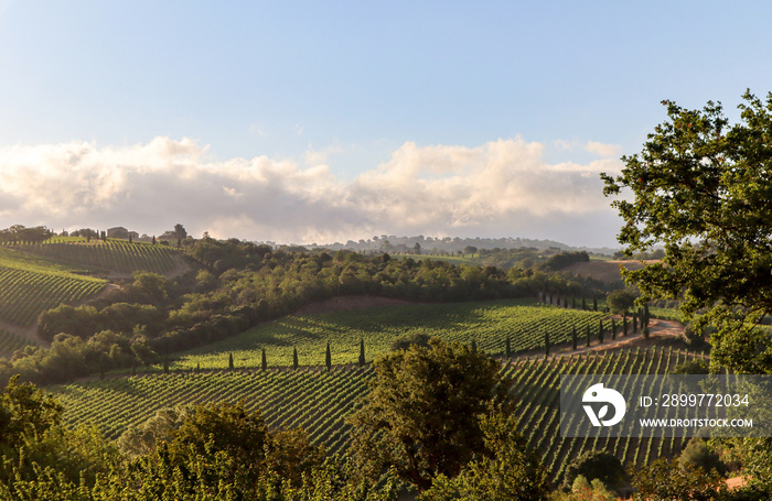 Wine production with ripe grapes before harvest in an old vineyard with winery in the tuscany wine g