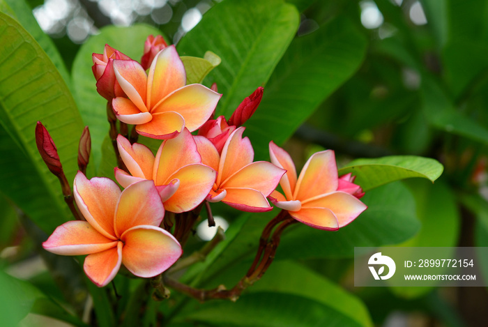 Plumeria spp.（鸡蛋花、frangipani、Pagoda tree或Te）