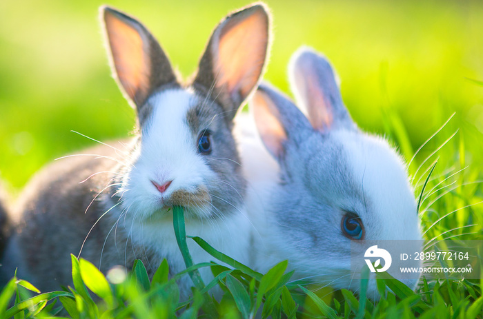 草地上可爱的小兔子