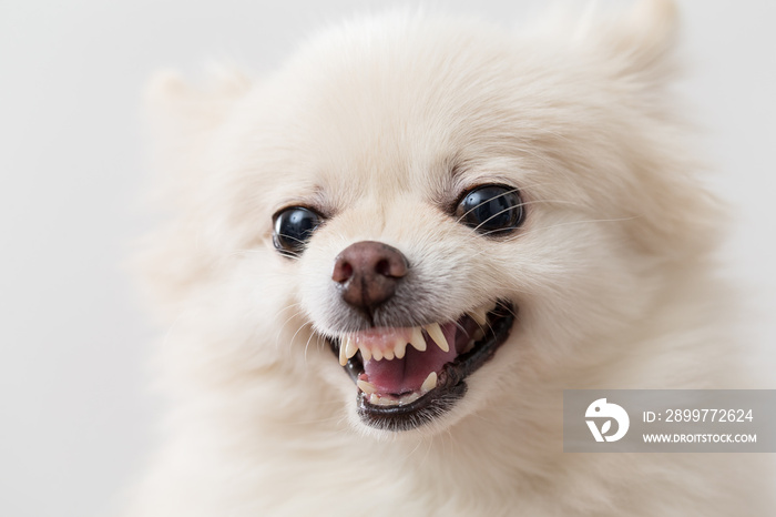 Angry white Pomeranian dog