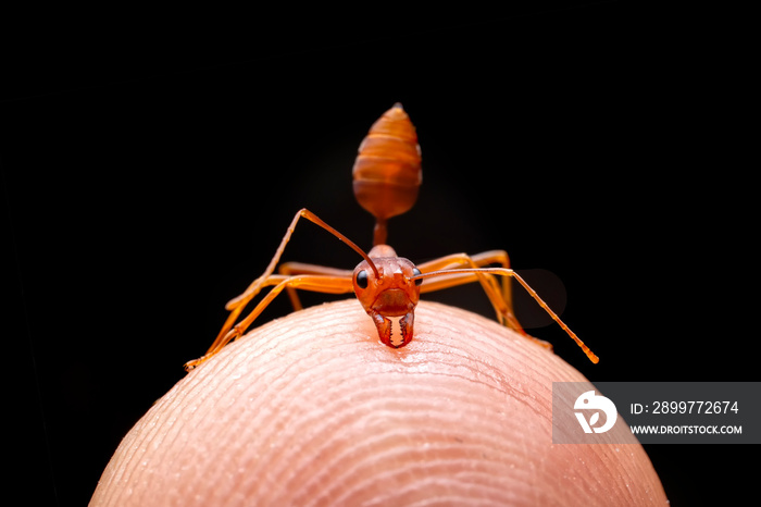 红色蚂蚁在黑色背景下粘在指尖。小尾蛇的特写