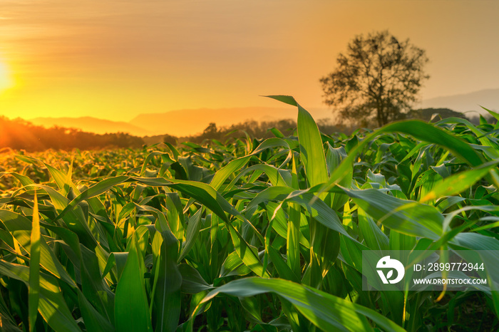 young green corn field in agricultural garden and light shines sunset