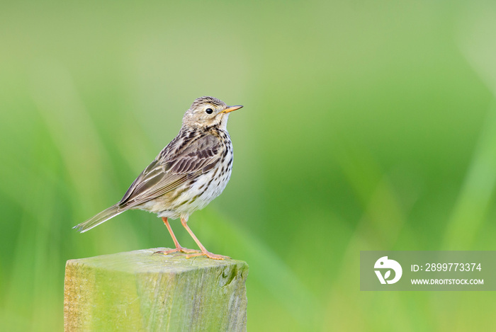 Meadow Pipit - Anthus pratensis, small brown perching bird from European meadows and grasslands, She