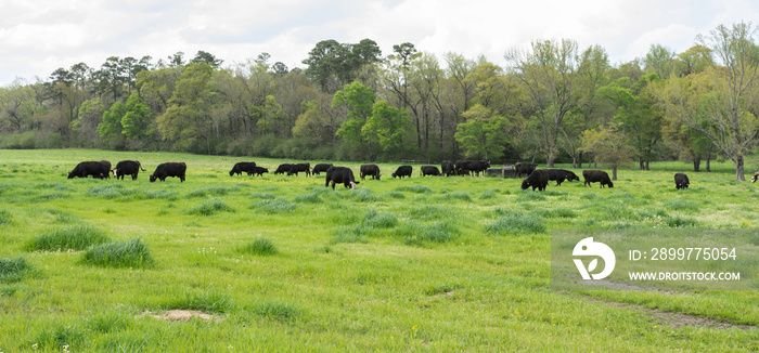 Web banner of Angus herd in springtime pasture