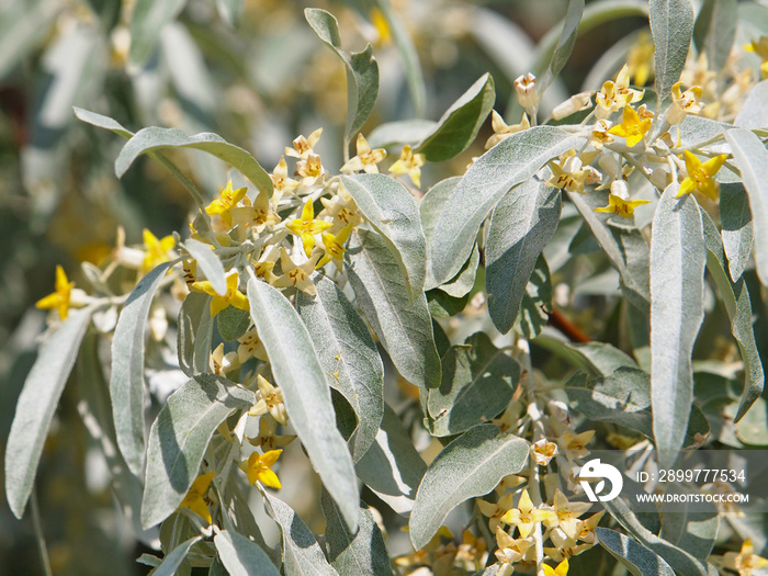 Branch of blooming Russian olive tree, Elaeagnus angustifolia