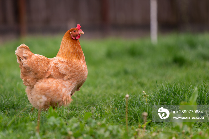 Chicken in the yard rural farming