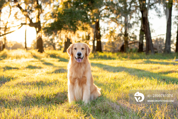 Golden Retriever dog enjoying outdoors at a large grass field at sunset, beautiful golden light