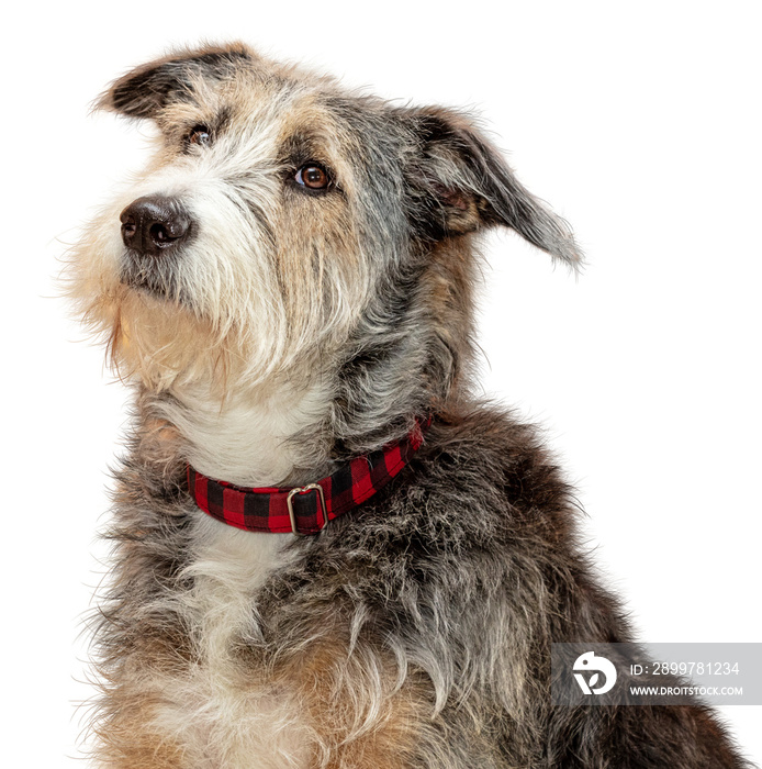 牧羊犬杂交犬简介特写