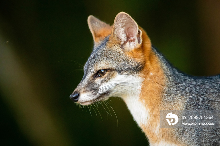 Cute looking gray fox isolated close up portrait