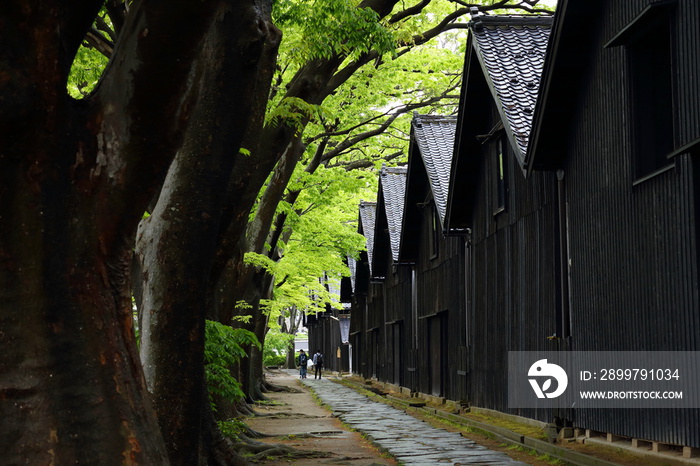 新緑の山居倉庫　五月雨に濡れたけやき並木　Sankyo-Warehouse / Sakata, Yamagata, Japan