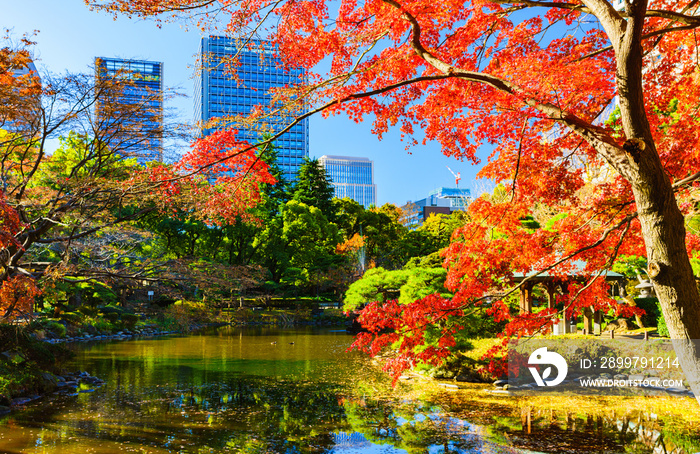 日本の秋・冬のイメージ：師走の青空とモミジの赤色のコントラストが美しい東京都心の紅葉の名所の風景