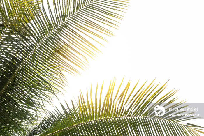 tropical palm leaf background, coconut palm trees perspective view