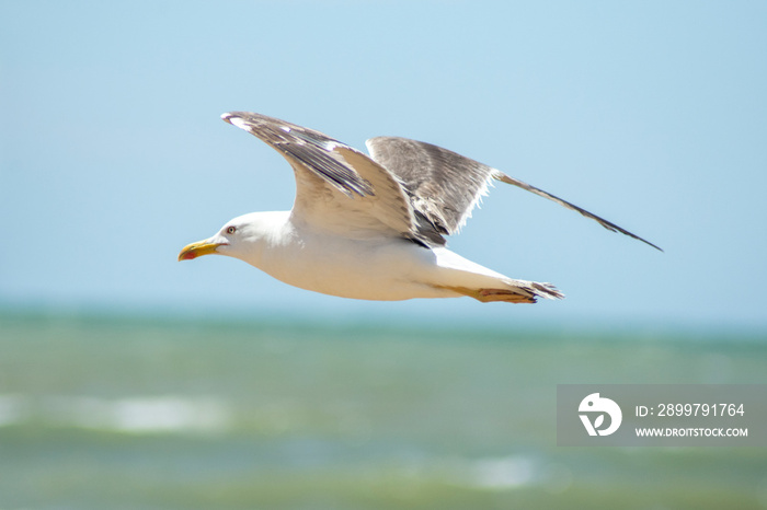 加的斯Costa Ballena Chipiona剧院的Gaviotas