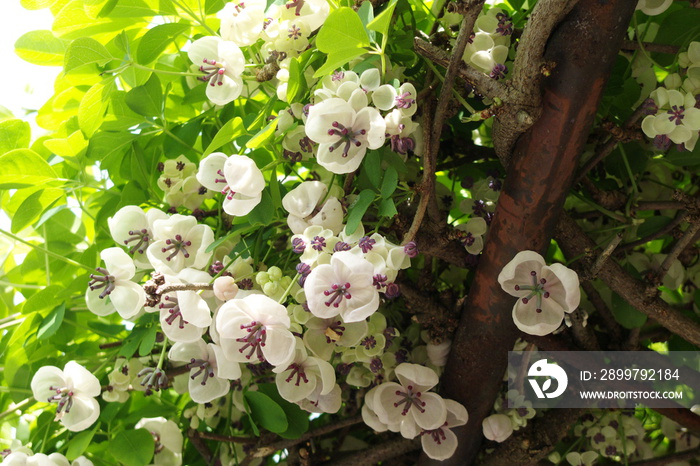 日本のアケビの花 - Japanese akebia flowers