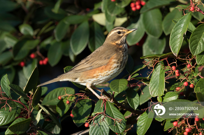 一只成年红翼鸟（Turdus iliacus）在冬天的阳光下坐在长着红色浆果的灌木丛中