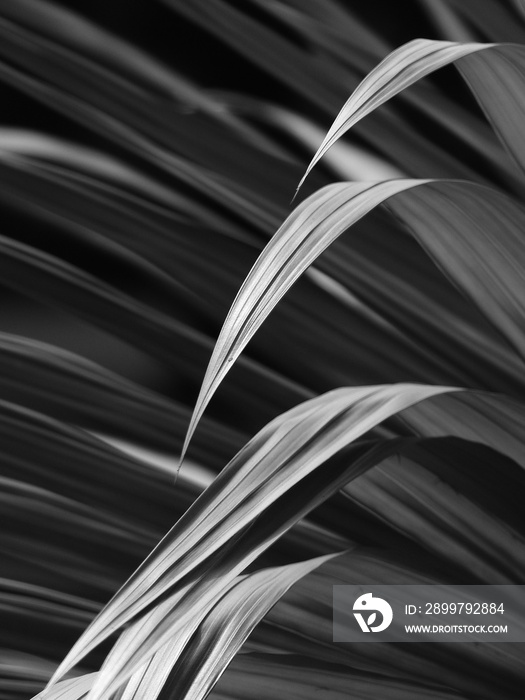 black and white palm leaf with light