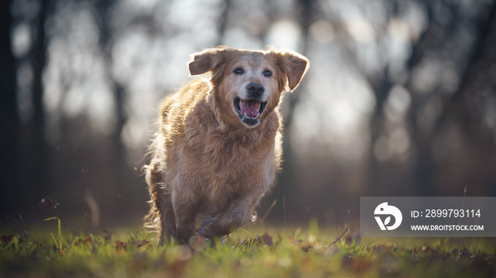 happy dog running