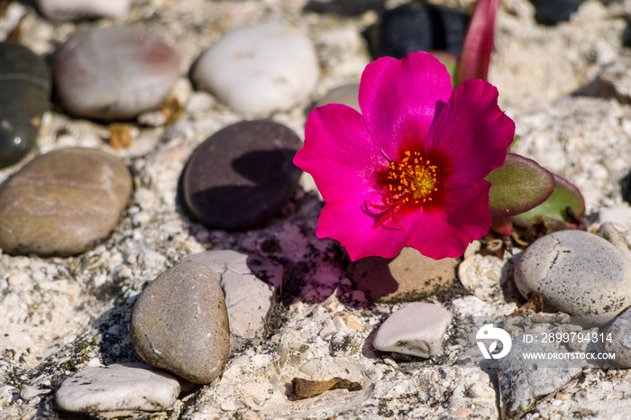 stones and flower on a background