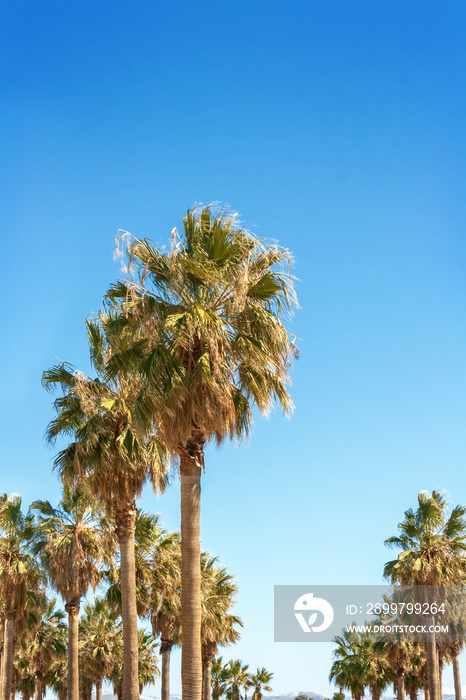 Palm trees on a warm Southern California day