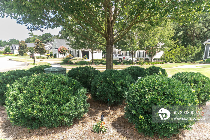 Close up image of a a landscaped tree and shrubs to hide an unsightly utility box in yard