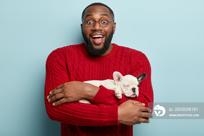 Waist up shot of attractive excited Afro American man gets little puppy as present, likes french bulldog, laughs positively, has thick beard, impressed by good news from veterian, stands indoor