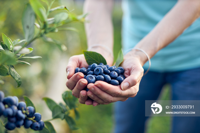 Modern woman working and picking blueberries on a organic farm - woman power business concept.