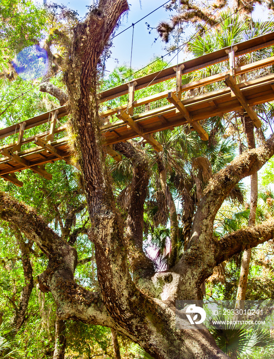 The canopy walk at Florida’s Myakka River State Park. The walkway is suspended 25 feet above the ground and extends 100 feet through the hammock canopy