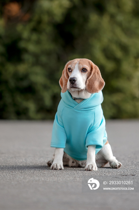 Beagle Dog. Dog in Hoodie. Dressed dog. Dog clothes. Pet Supplies.