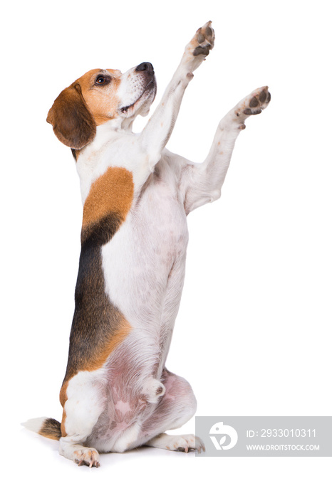 Adult beagle dog sitting on hind legs isolated on white background