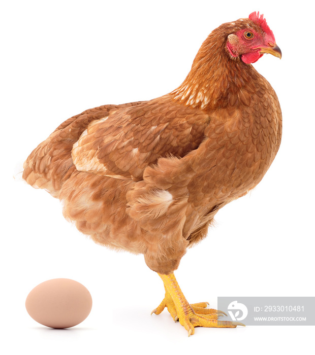 Brown hen and egg.