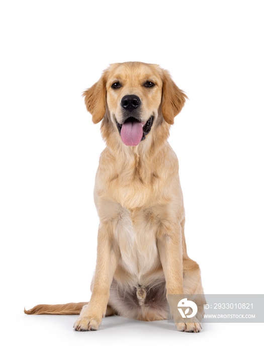 Friendly 6 months old Golden Retriever dog youngster, sitting up facing front. Looking towards camera with tongue out. Isolated on a white background.