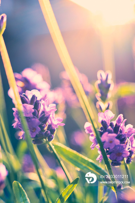 Closeup of lavender blossoming in sunlight. High quality photo