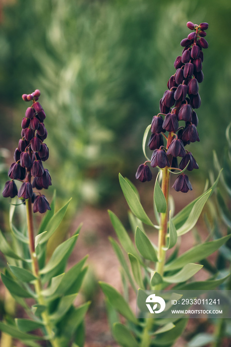 The Persian fritillary (Fritillaria persica)