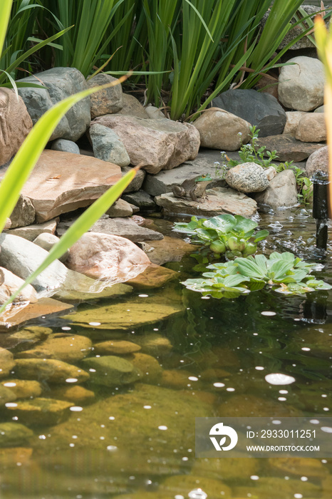 A frog finds a home in a backyard pond habitat built by the homeowner.