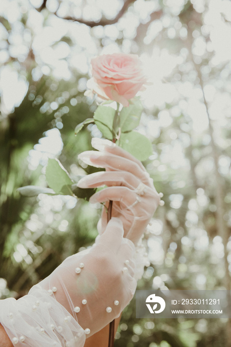 plus size hands wearing gloves holding a rose