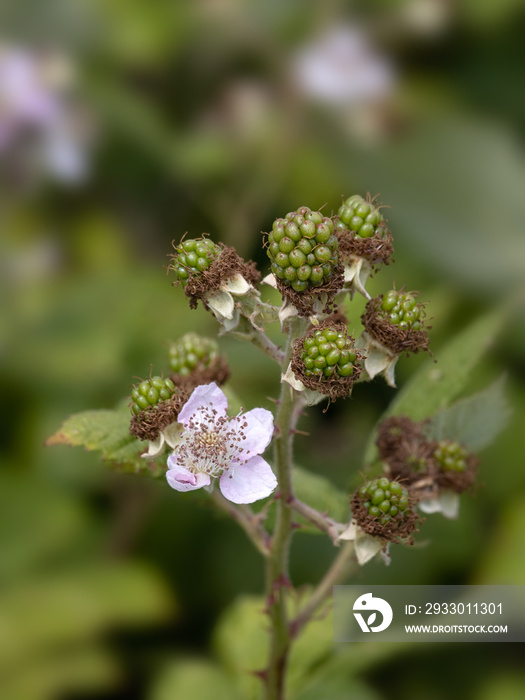 Closeup of cluster of flowers and seeds of common Blackberry (Rubus fruticosus) summer