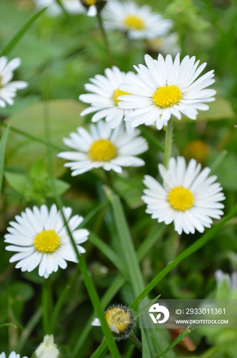 daisies in the grass