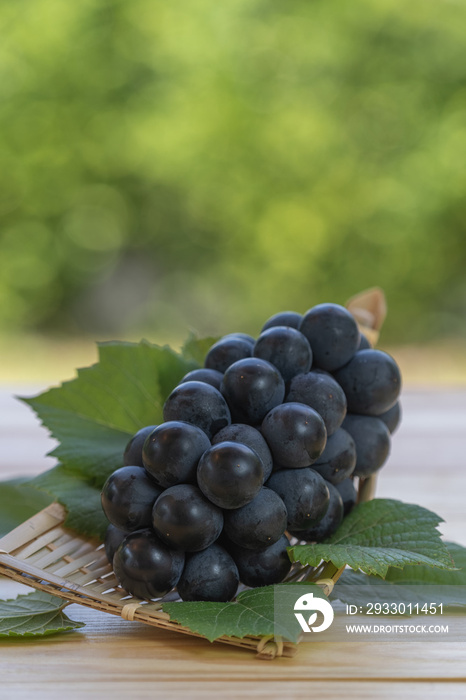 Organic black grapes on bamboo basket on blur background, Fresh Kyoho Grape on green bokeh background.