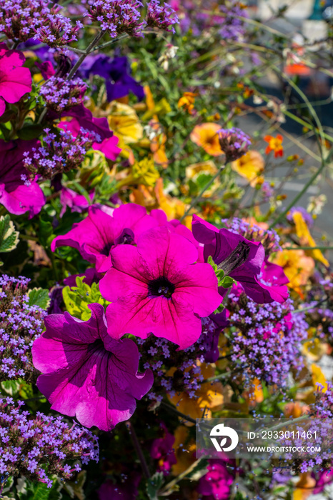 Parterre de fleurs avec des fleurs lumineuses, colorées et multicolores. Flore arrière plan